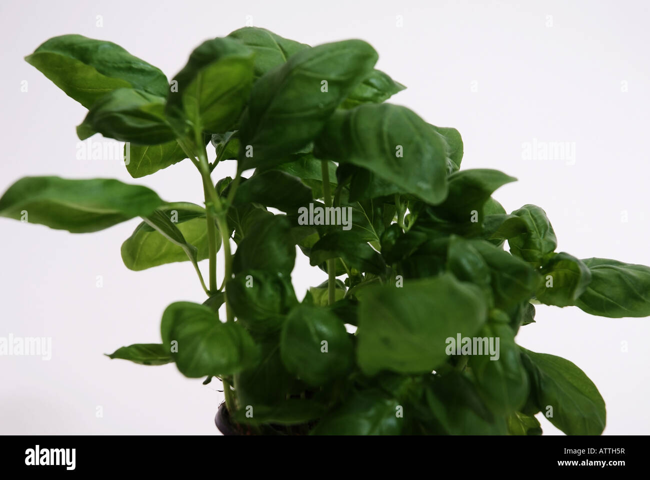 Basilikum plant | Basilikumpflanze Stock Photo