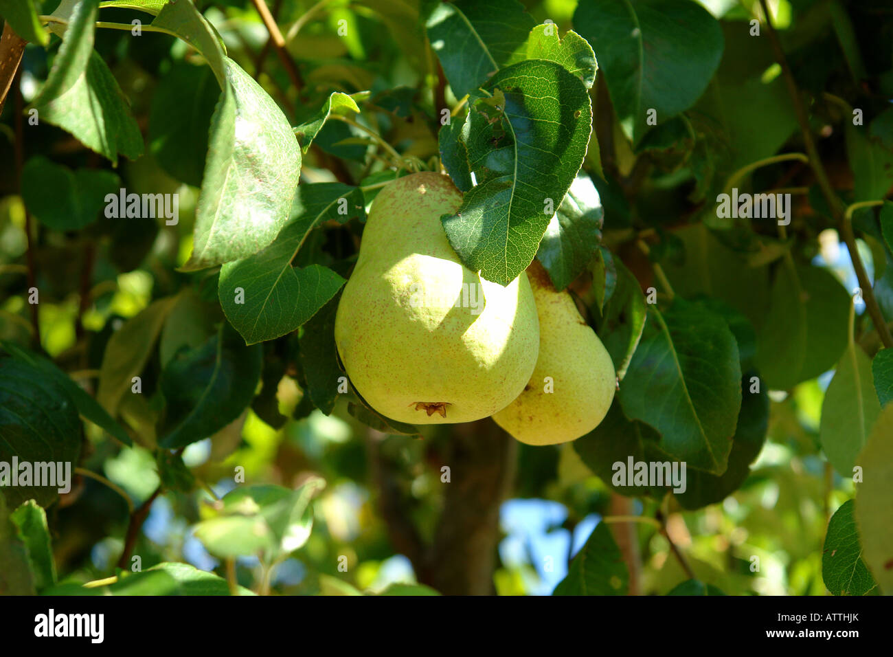 Green leaves pear tree hi-res stock photography and images - Alamy