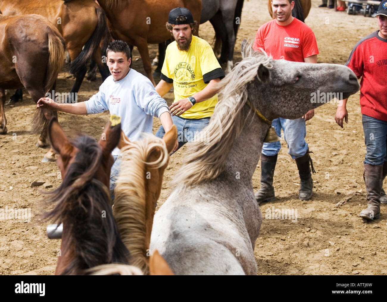 Wild Horses Festival Fiesta Rapa das Besta in Galicia, Domaio, Spain, Europe EU Stock Photo