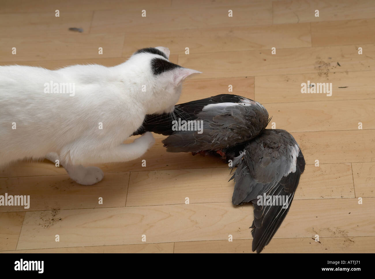 A young female domestic cat playing with dead pigeon she has just