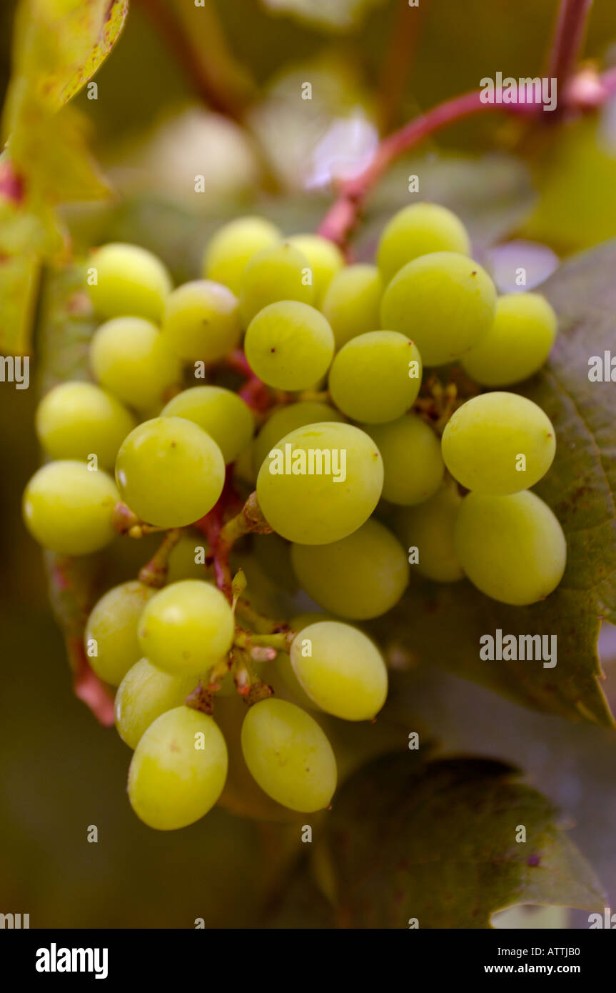 Close up small cluster of grapes growing on vine Stock Photo