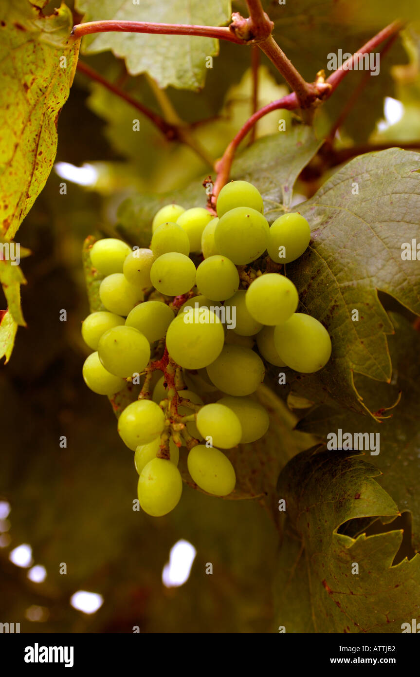 Close up small cluster of grapes growing on vine Vitus vinifera Stock Photo