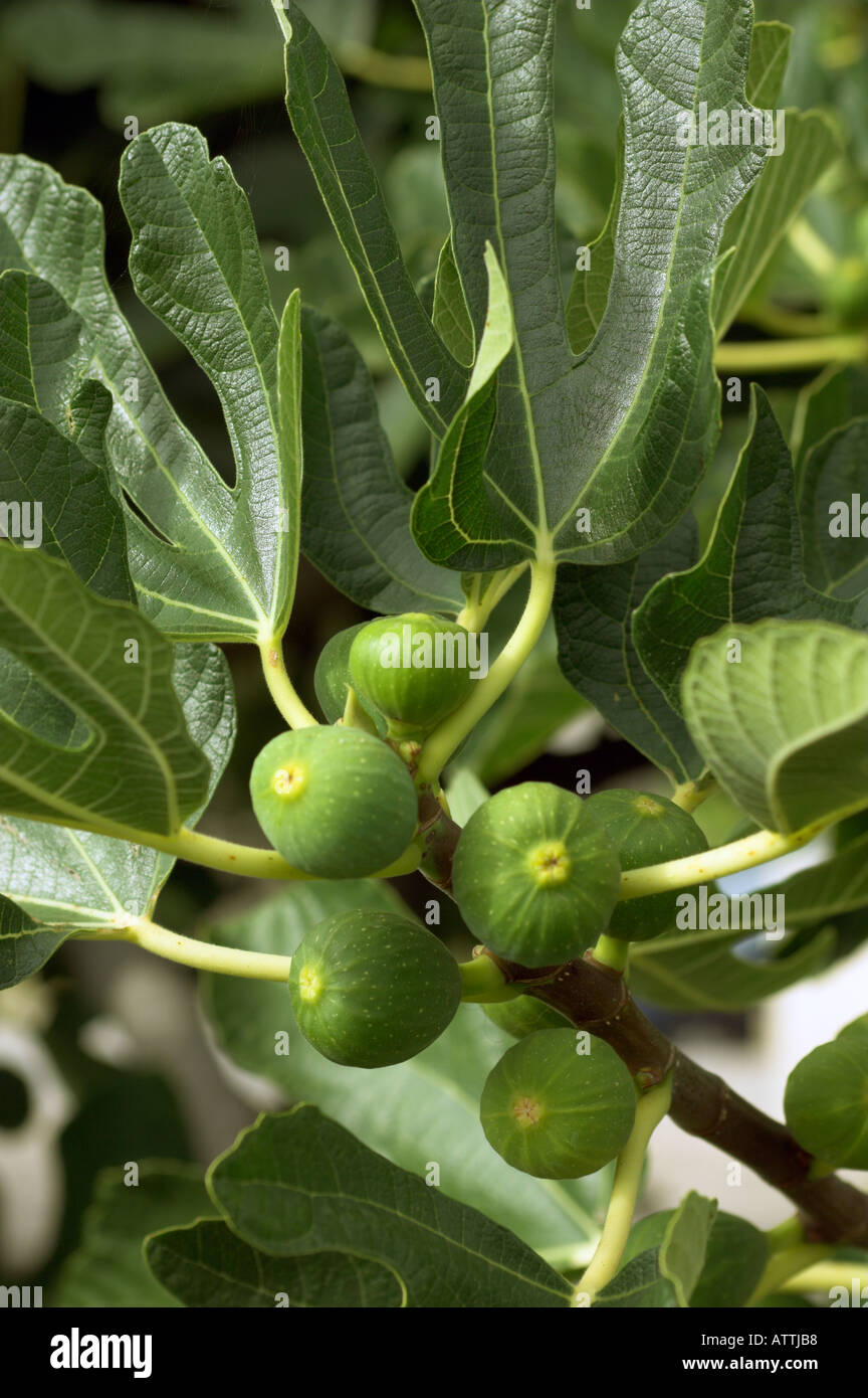 Fig tree bunch leaves fruit hi-res stock photography and images - Alamy