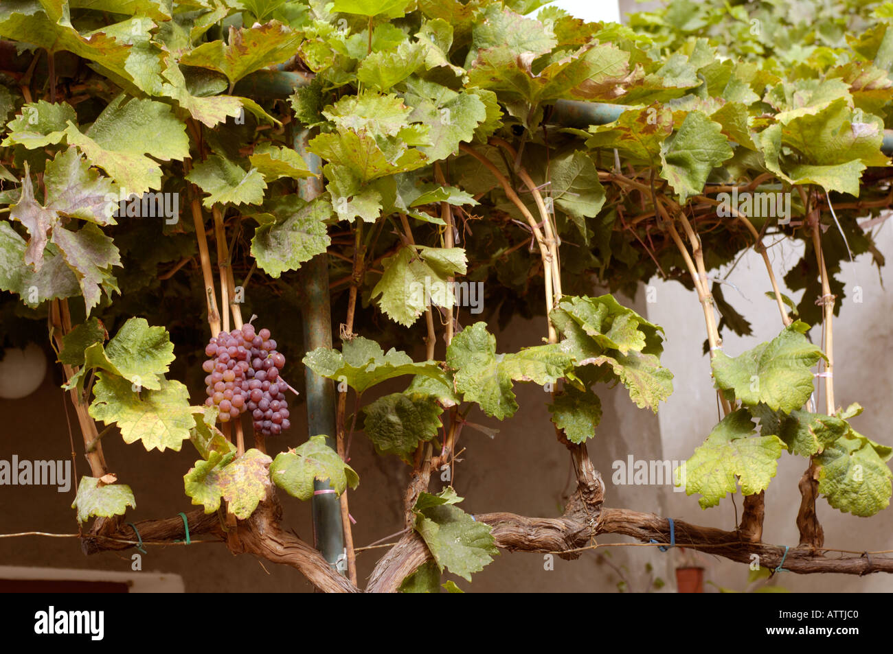 Cluster of grapes growing on vine Vitus vinifera Stock Photo