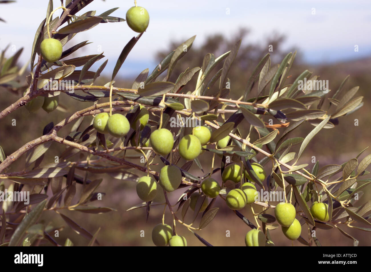 Green olives growing on tree showing both leaves and fruit Stock Photo