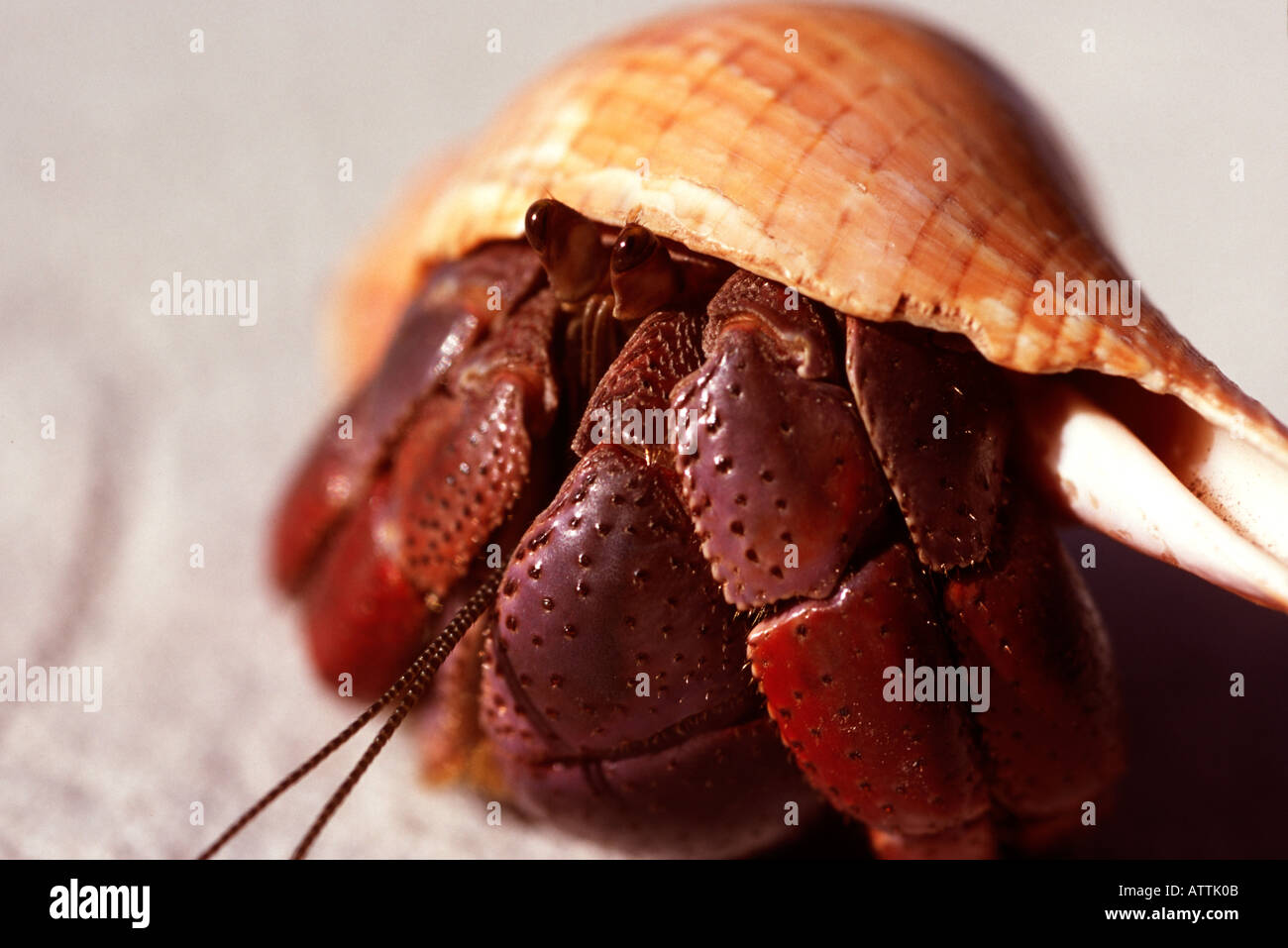Close up of land 'Hermit crab' Coenobita clypeatus  'Cat Island' Bahamas Stock Photo