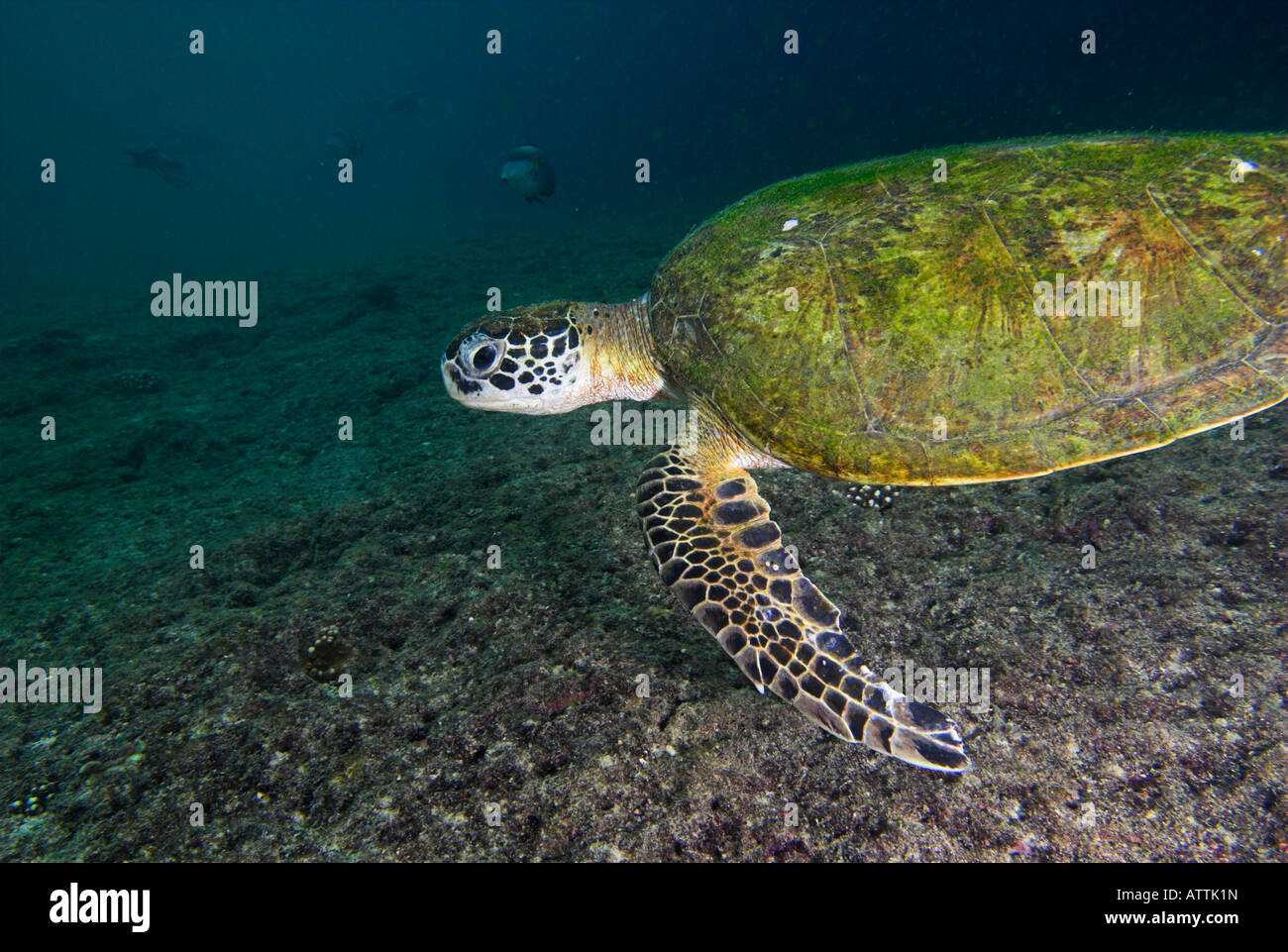 Green sea turtle Chelonia mydas swimming underwater Daymaniyat Islands Gulf of Oman Stock Photo
