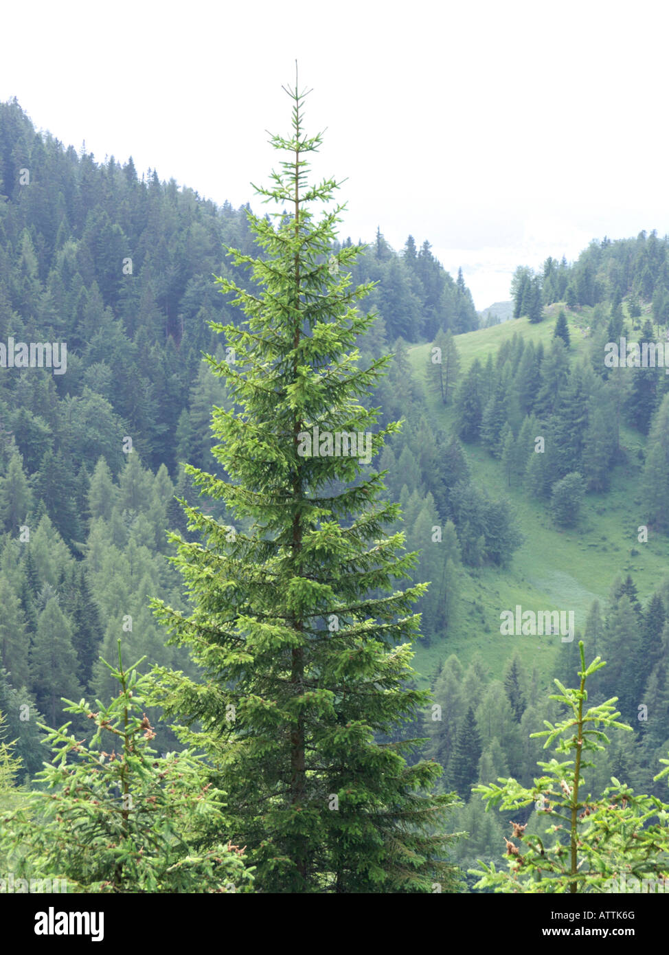 Common spruce (Picea abies) Stock Photo
