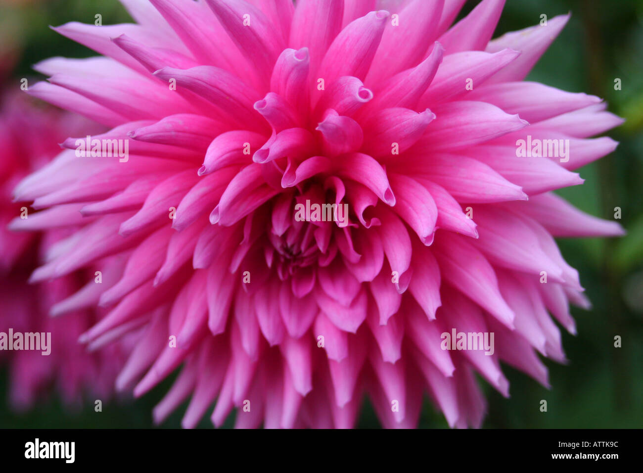 Pink spiky flower hi-res stock photography and images - Alamy