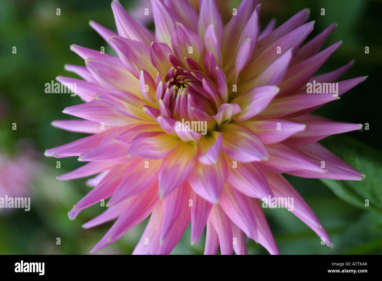Spiky dahlia hi-res stock photography and images - Alamy