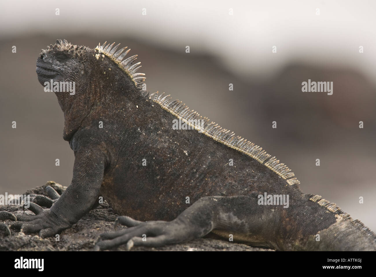 Marine iguana Amblyrhynchus cristatus Galapagos Ecuador Stock Photo