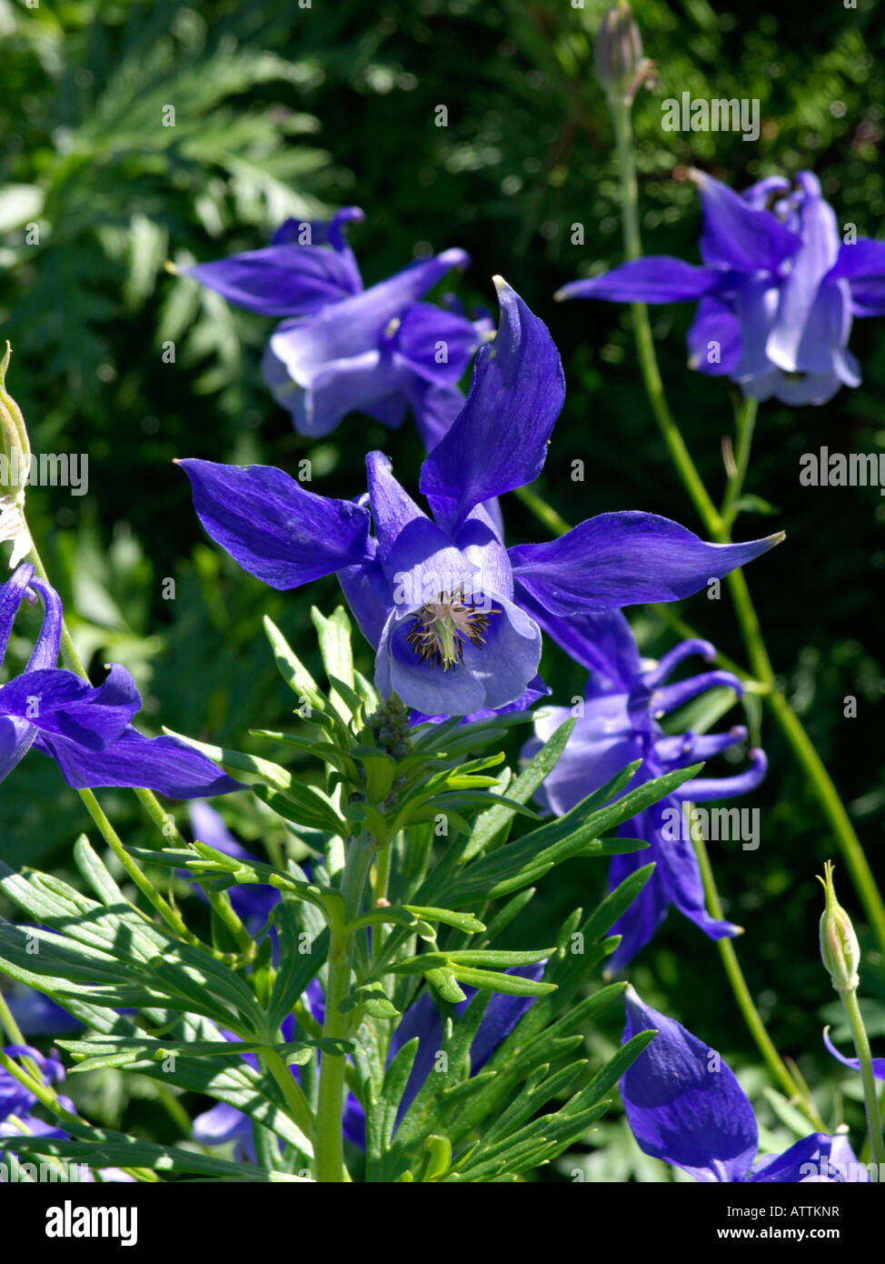 Alpine columbine (Aquilegia alpina) Stock Photo