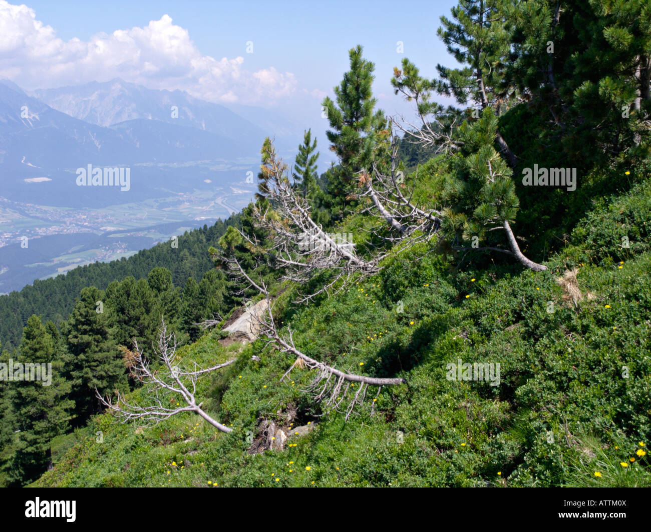 Arolla pine (Pinus cembra), Patscherkofel, Innsbruck, Austria Stock Photo