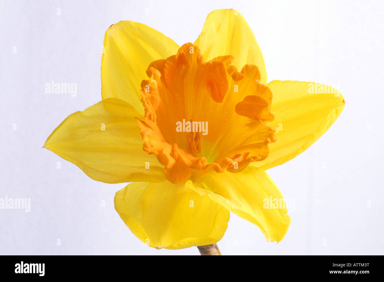 Gelbe Narzisse (Narcissus pseudonarcissus) / Osterglocke Stock Photo