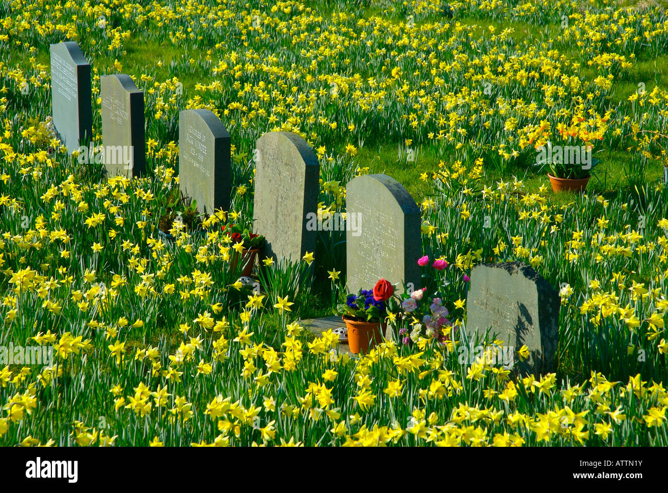 Daffodils bloom around the headstones in the churchyard of Jesus Church, Troutbeck, Cumbria UK Stock Photo