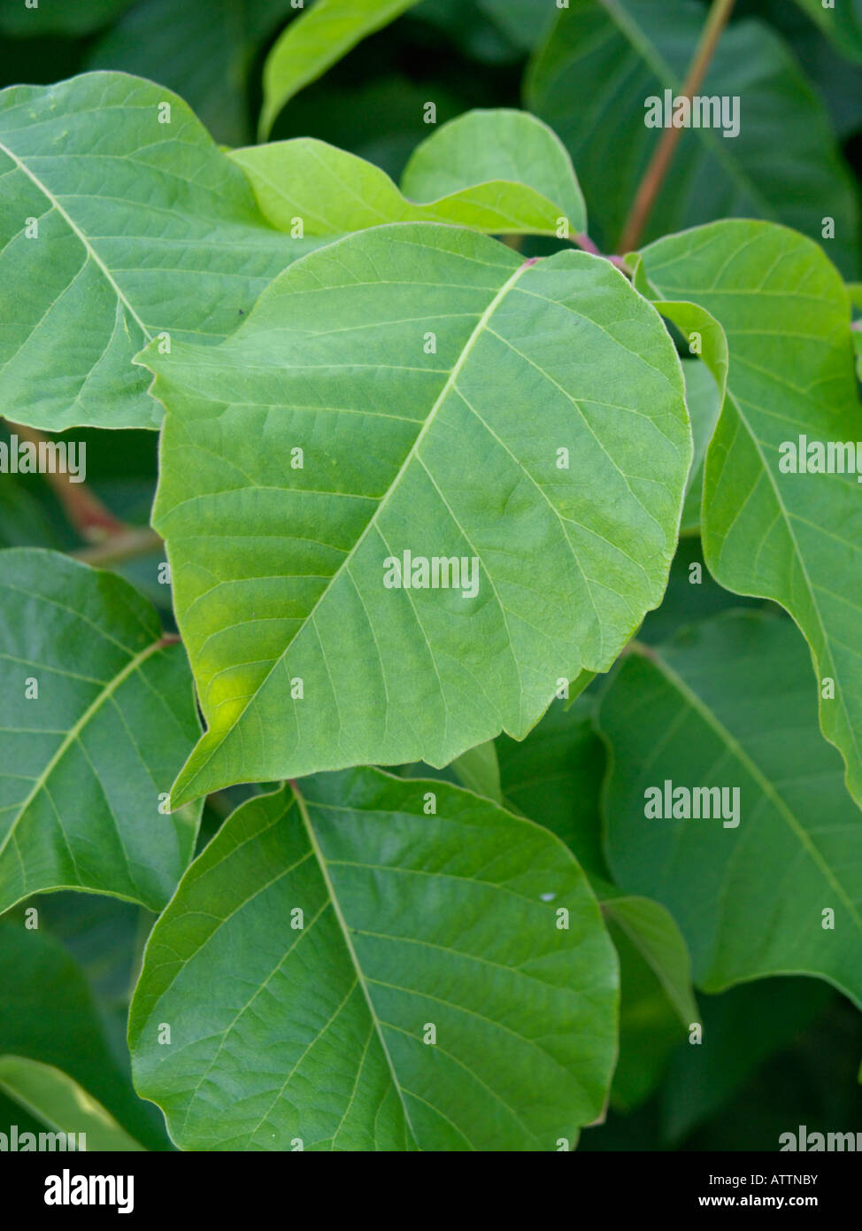 Poison ivy (Rhus toxicodendron syn. Toxicodendron radicans) Stock Photo