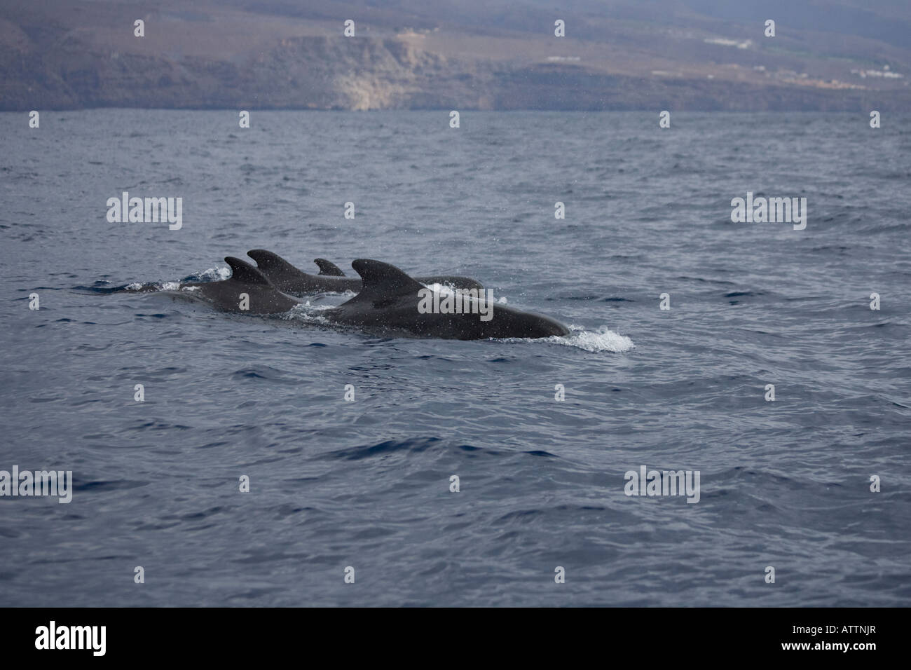 Short finned Pilot Whales La Gomera Spain group Stock Photo