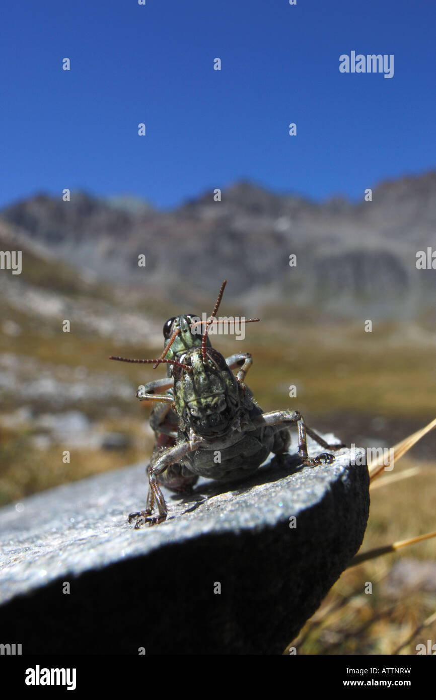 coupling crickets mountain insect ortoptera ortotteri mountain Gran paradiso National Park accoppiamento ortotteri montagna parc Stock Photo