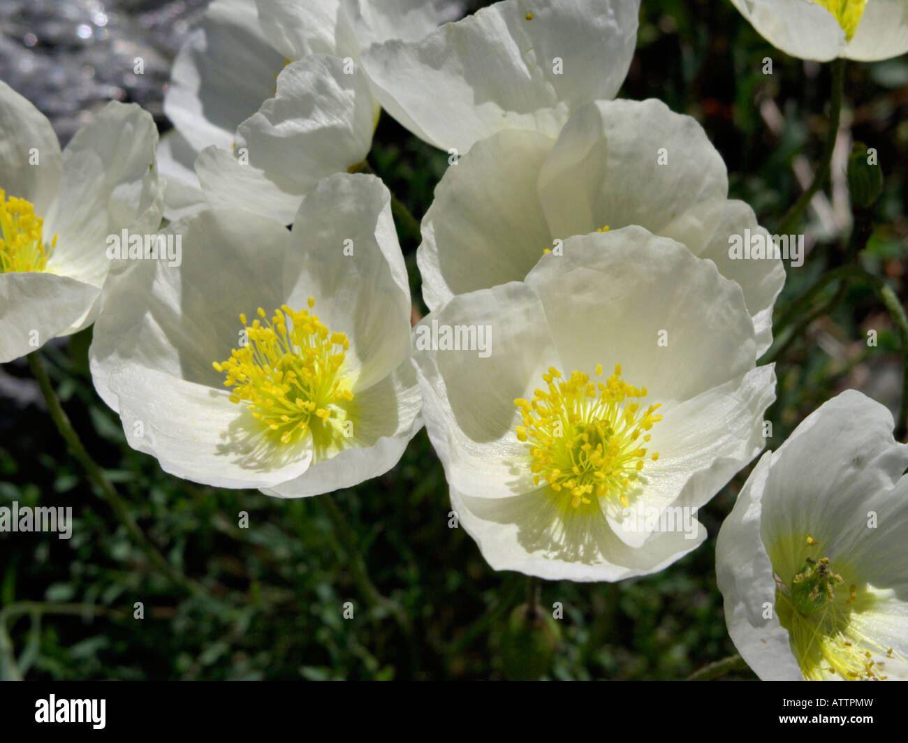 Alpine poppy (Papaver alpinum subsp. alpinum) Stock Photo