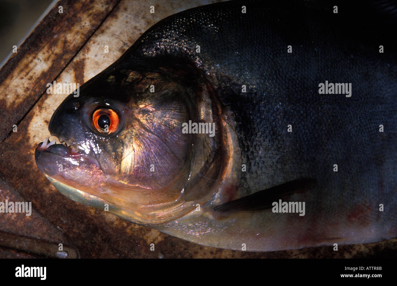 A piranha caught in the Suriname River Stock Photo