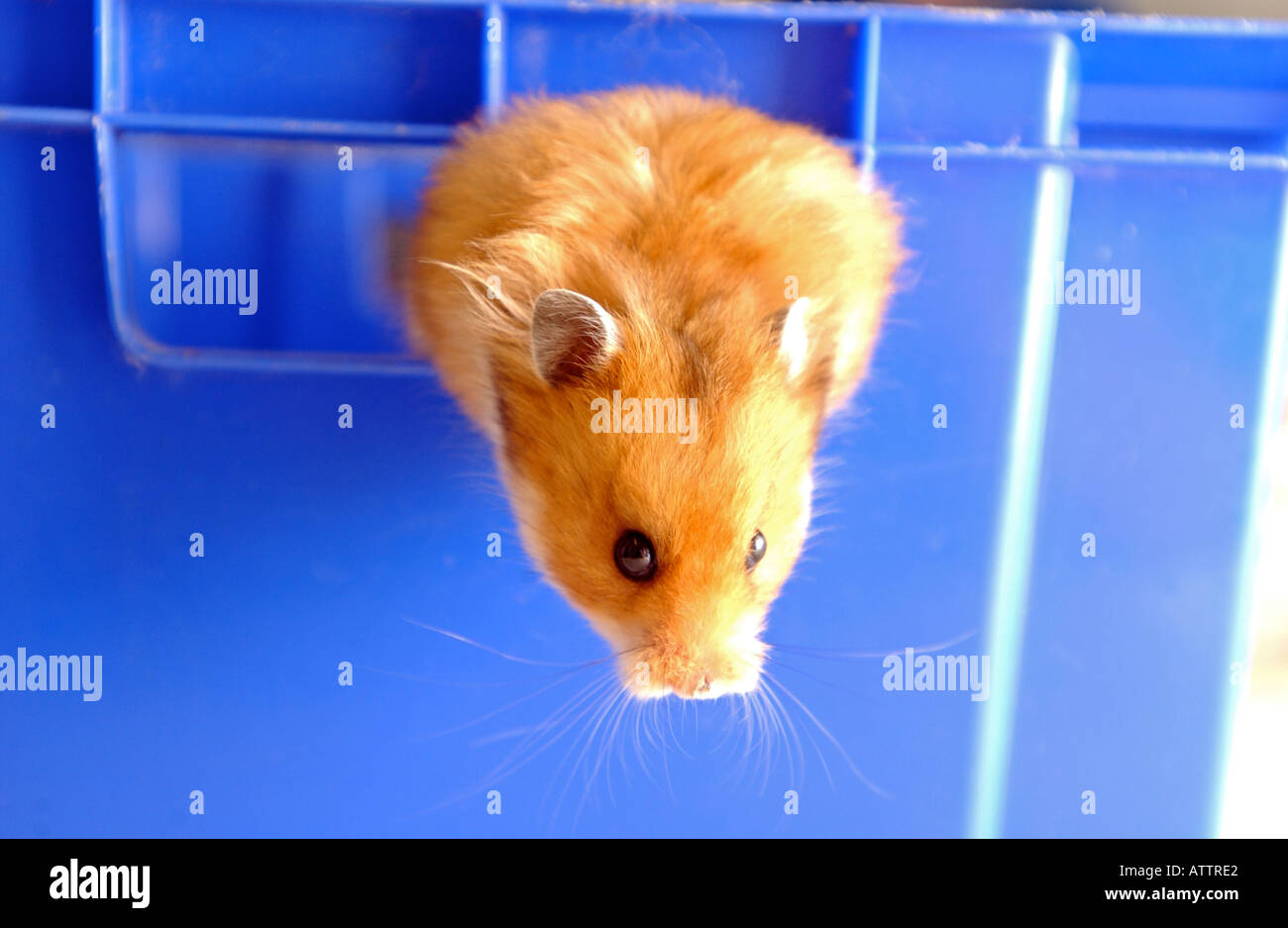 Hamster climbing out of a plastic crate Stock Photo Alamy