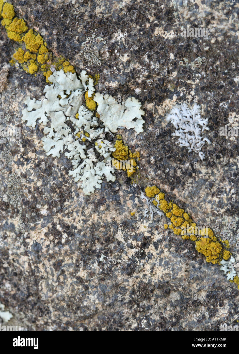 Epilithic and chasmolithic lichens Stock Photo