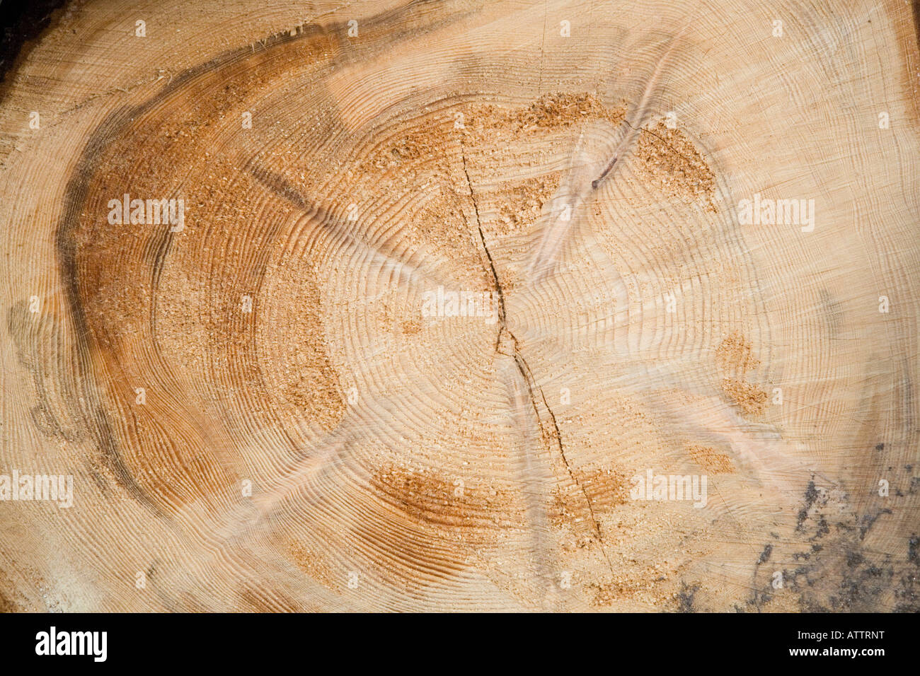 Historical weather information, growth, age rainfall temperature, climate change data in felled Larch Logs showing tree rings Cairngorms, Scotland UK Stock Photo