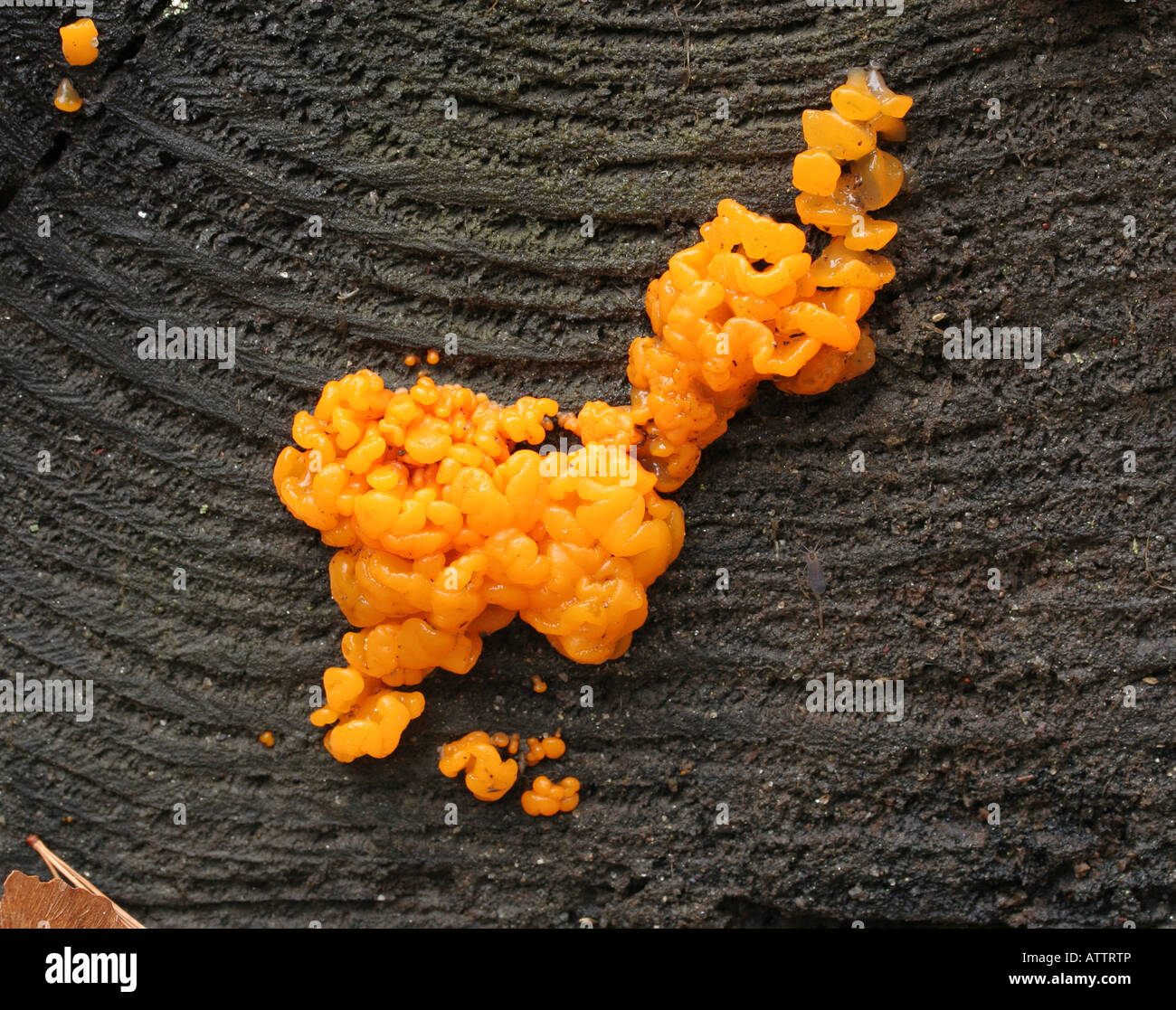 Orange jelly fungus, Dacrymyces palmatus Stock Photo