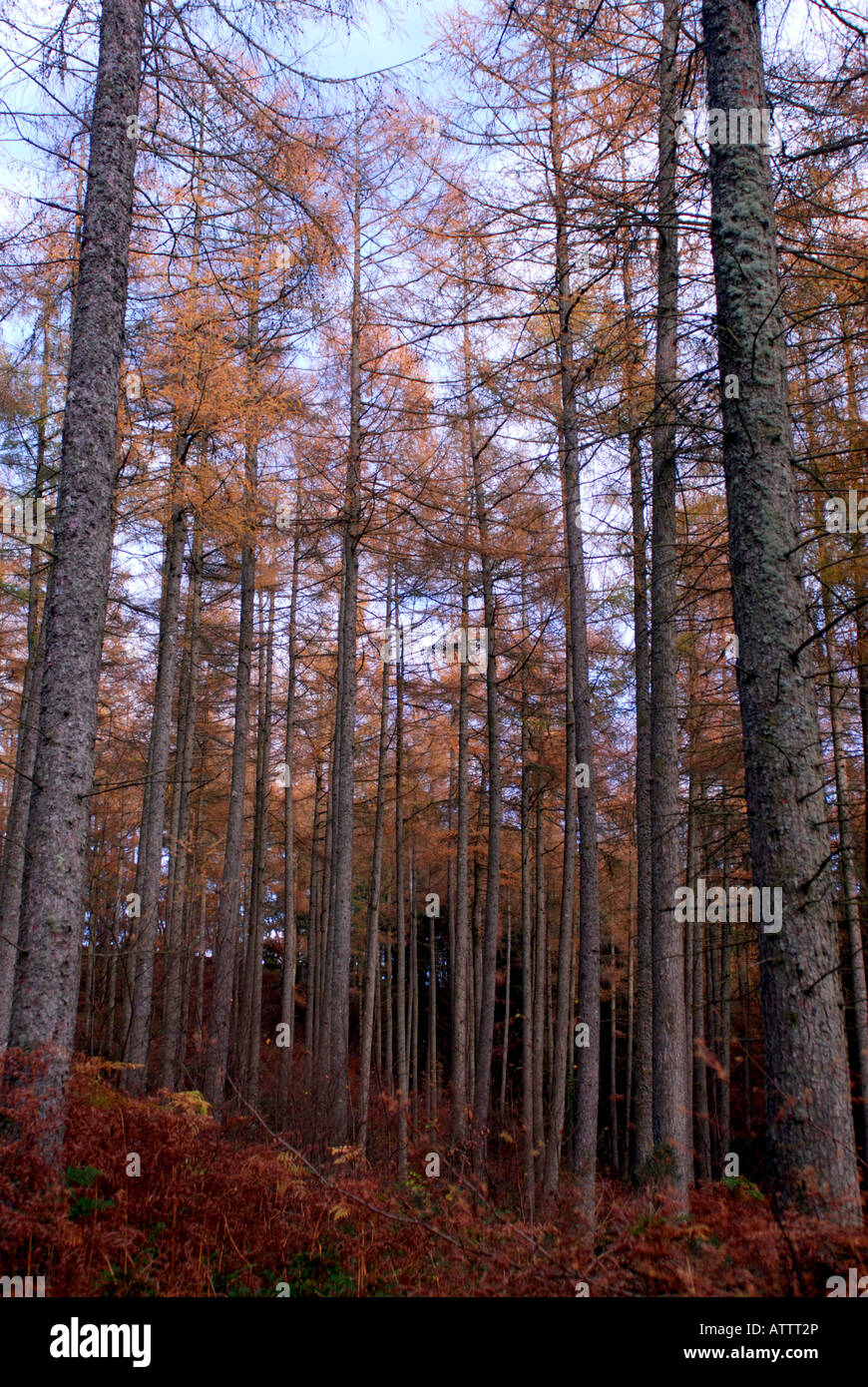 a stand of tall pine trees in a woodland Stock Photo