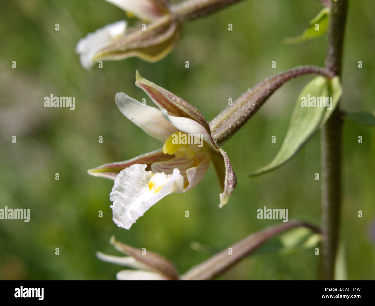 Marsh helleborine (Epipactis palustris) Stock Photo
