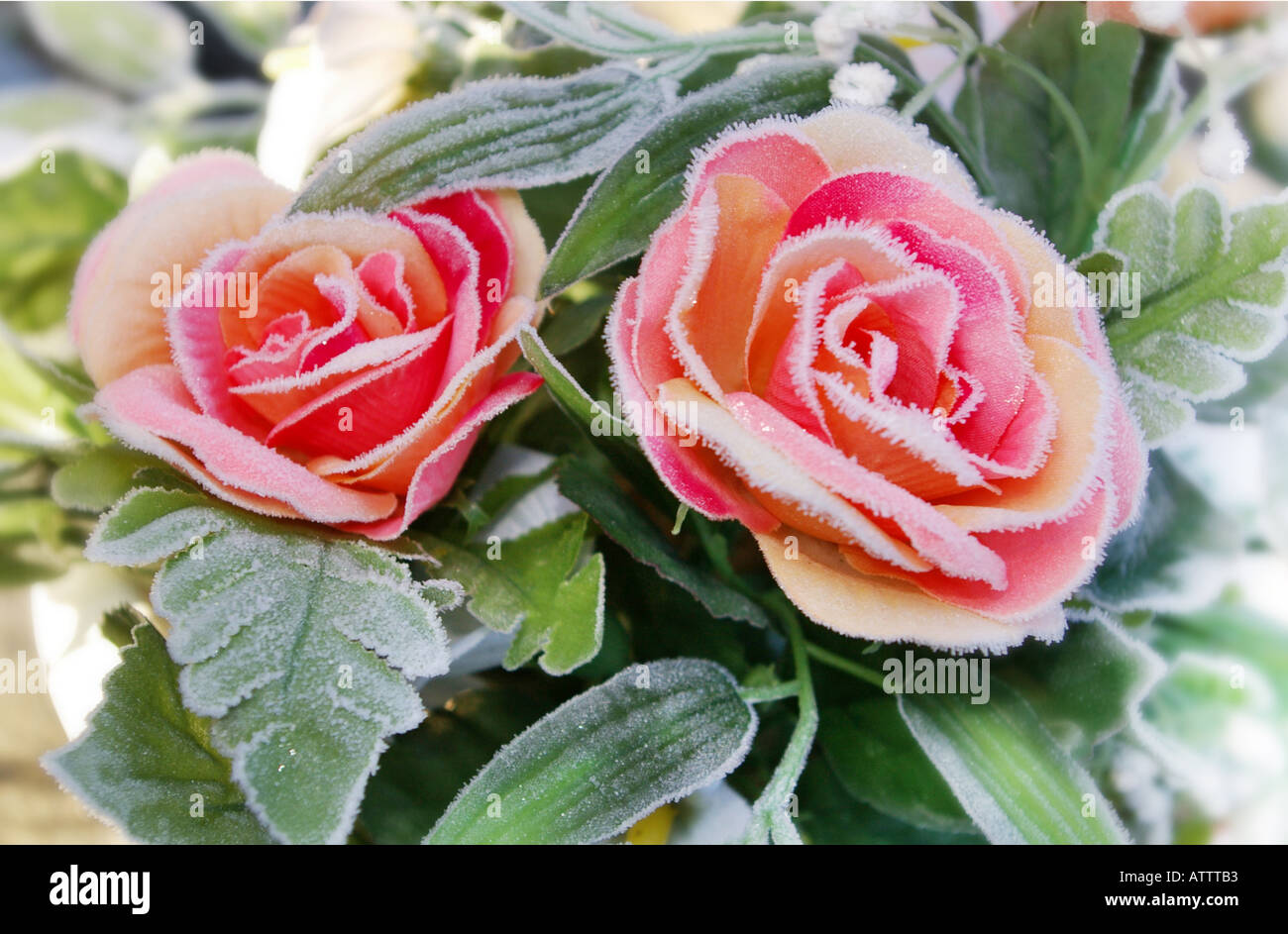two frost covered roses Stock Photo