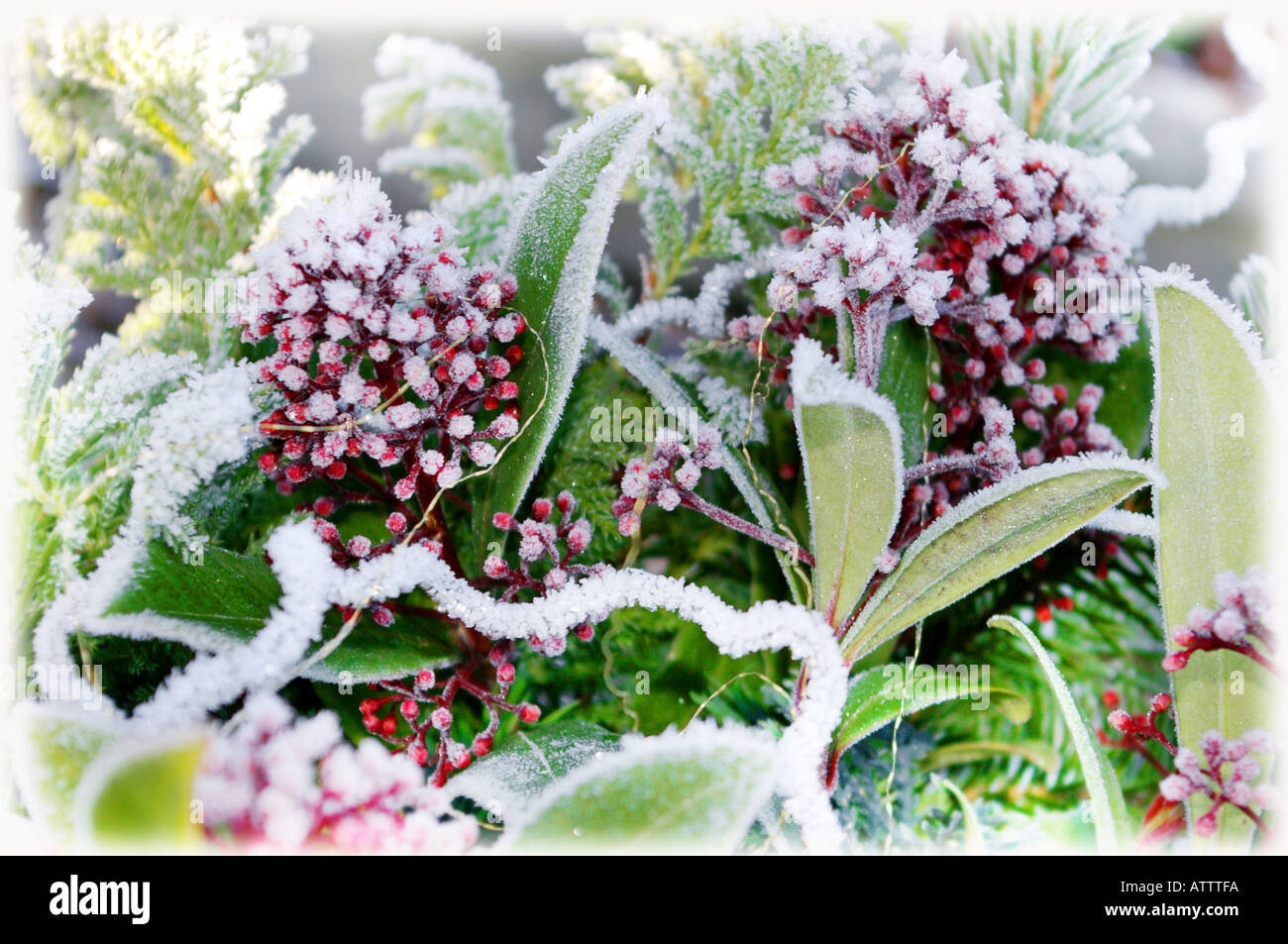 frost covered leaves plants Stock Photo Alamy