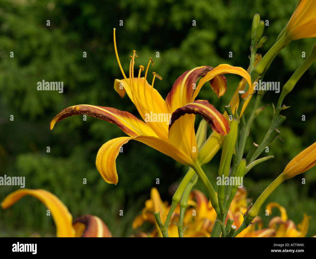 Day lily (Hemerocallis Jean) Stock Photo