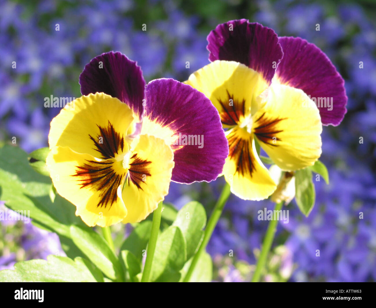 Two Violets two yellow and purple pansy violets on blurred blue background Stock ...