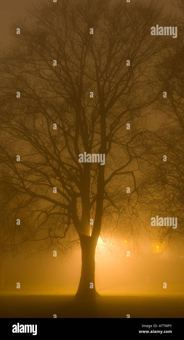 Silhouette of a tree in the fog at night with the orange glow of a ...