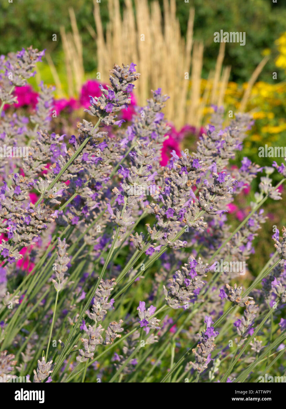 Broadleaf lavender (Lavandula latifolia) Stock Photo