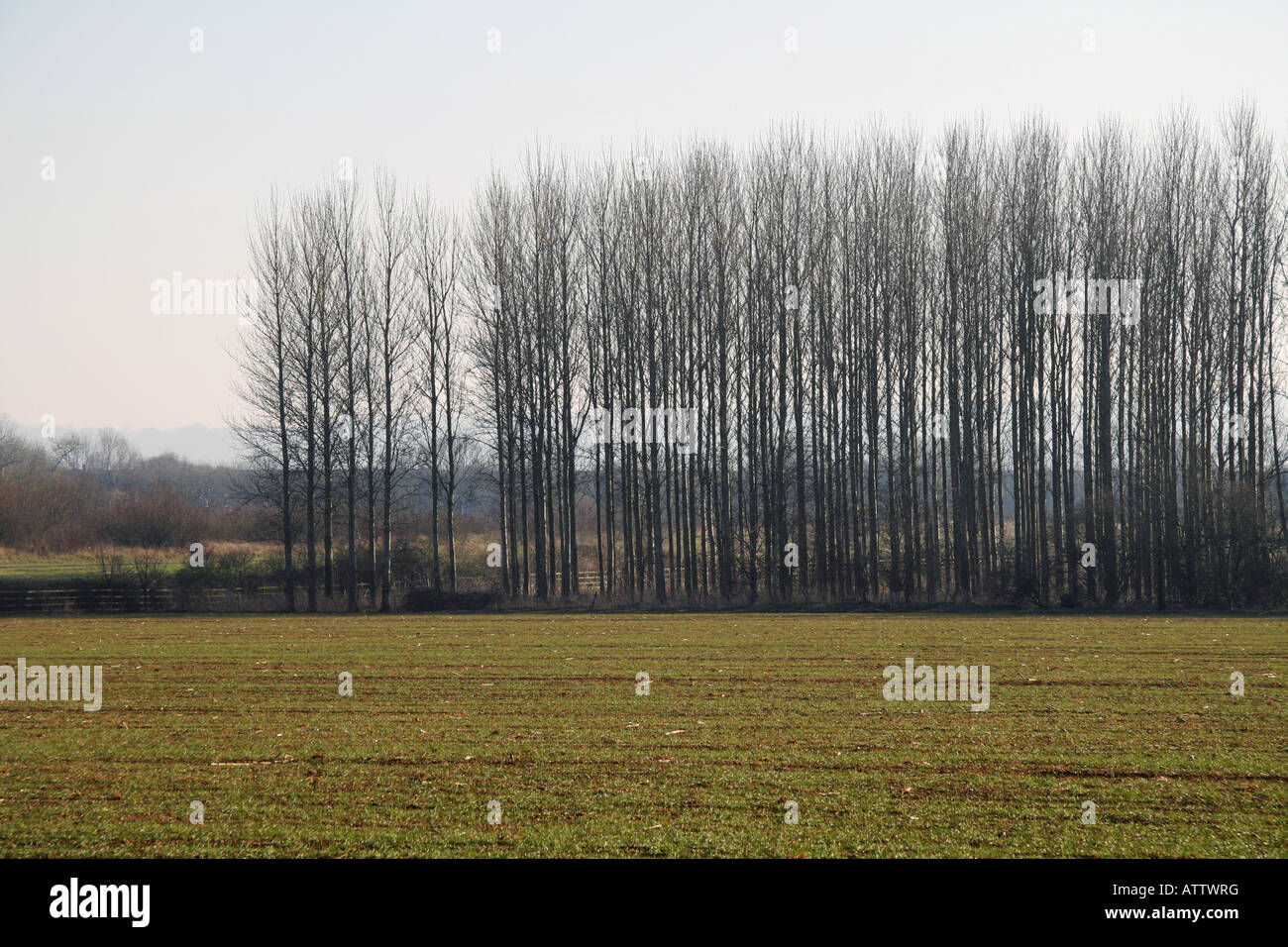 Tall straight trees in countryside Stock Photo Alamy