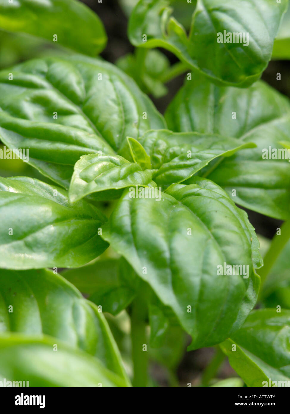 Holy basil (Ocimum tenuiflorum Stock Photo Alamy