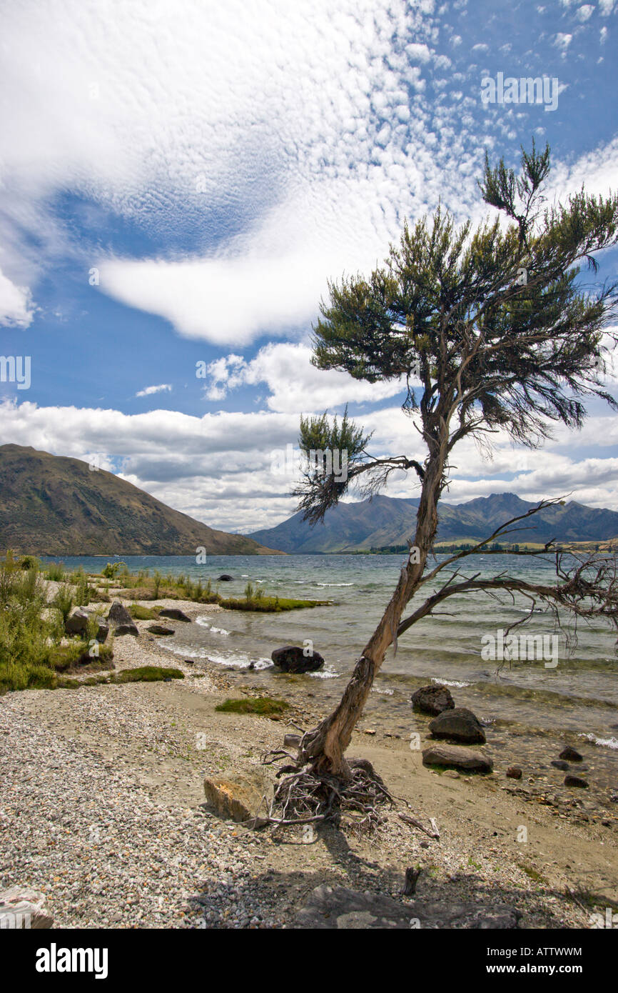 Lake Wanaka looking towards Stevenson's Arm Stock Photo Alamy