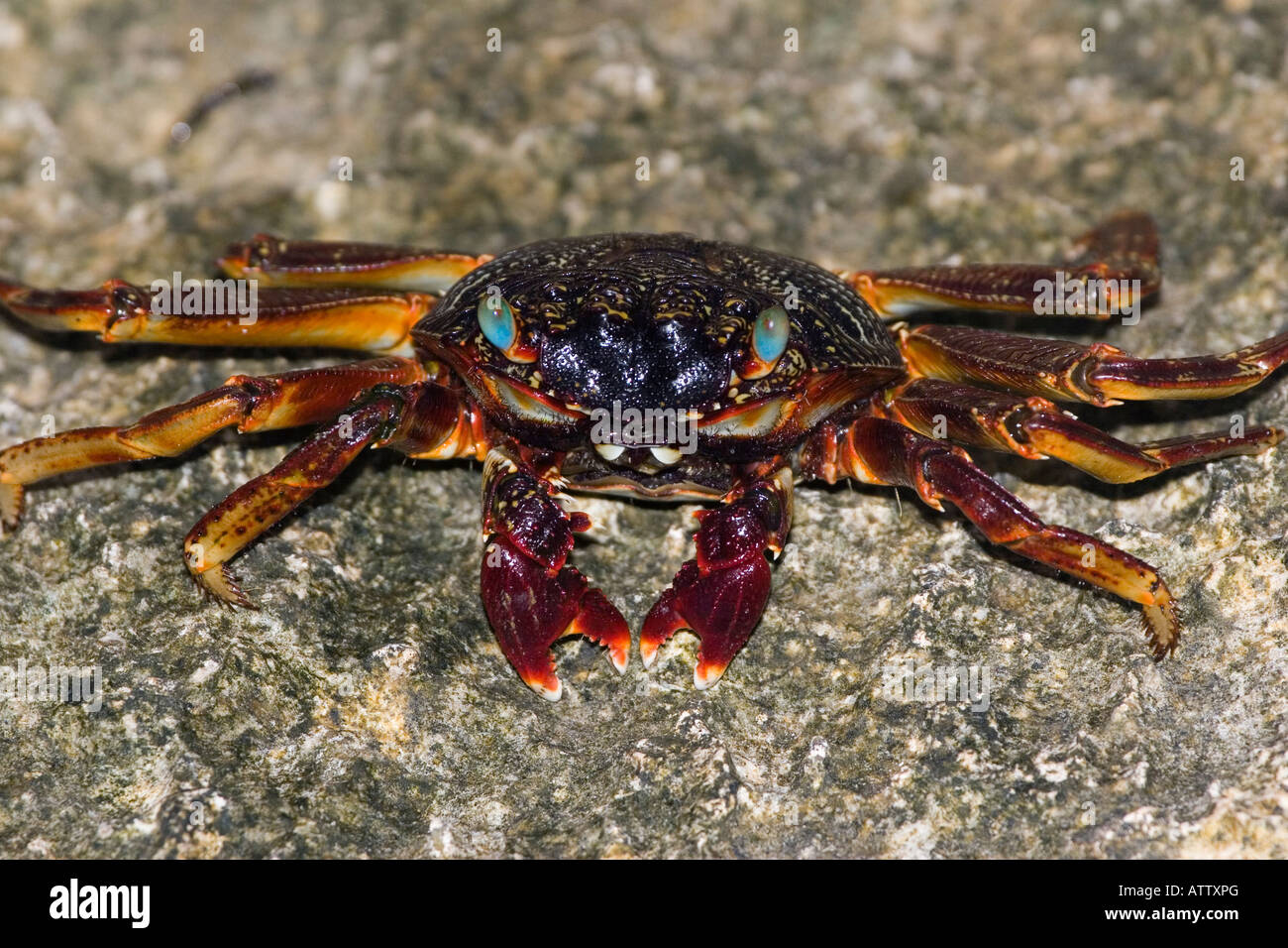 Rock or grapsid crabs, Grapsus sp, live on rocky shores and in the nearby shallow water, Fiji. Stock Photo
