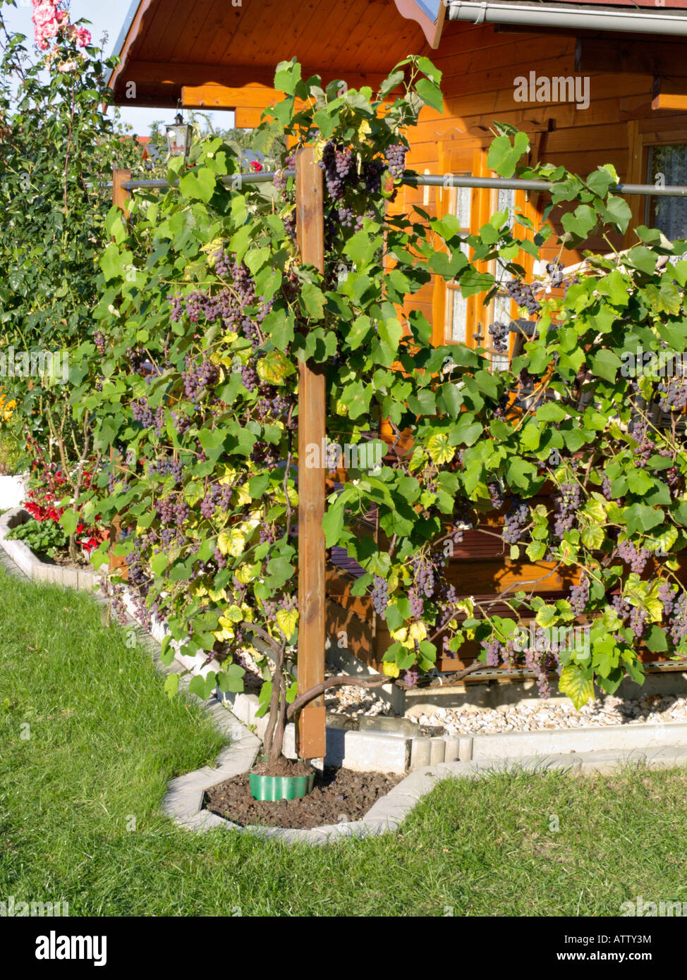 Grape vine (Vitis vinifera) Stock Photo