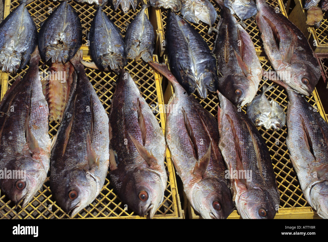 fish market Malaysia Stock Photo Alamy