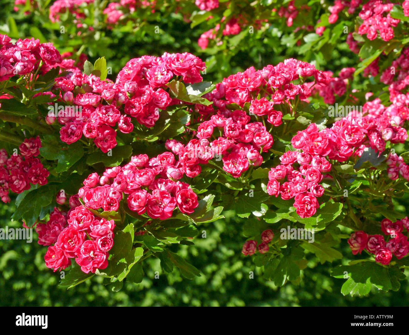 Pink blossom of ornamental hawthorn Crataegus laevigbata 'Paul's Scarlet' in England Stock Photo