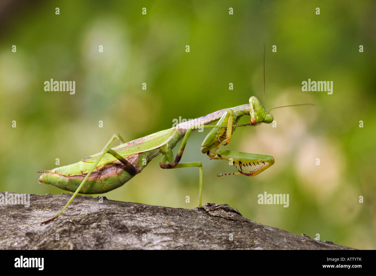 Praying Mantis Cleaning its leg Stock Photo