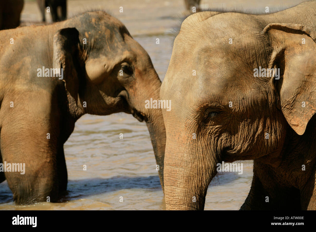 Family sri lanka hi-res stock photography and images - Alamy