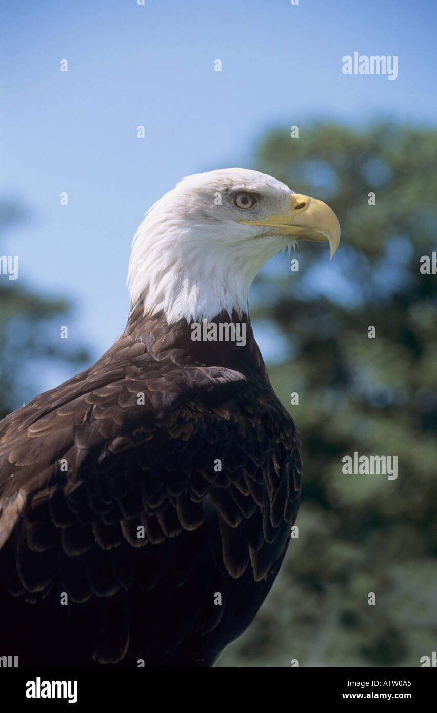 Portrait bald eagle bird hi-res stock photography and images - Alamy