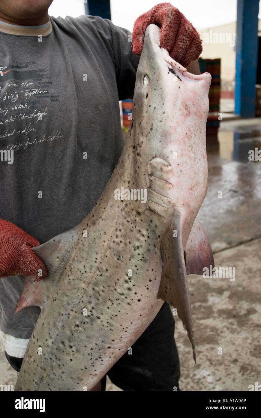 Shark Fishing SMOOTH HOUND Mustelus sp. Fisherman in Paracas national Park Peru Stock Photo