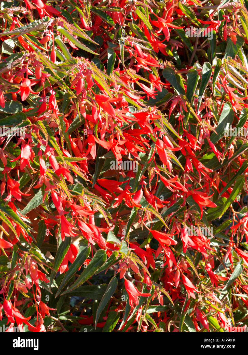 Begonia (Begonia boliviensis 'Bonfire') Stock Photo