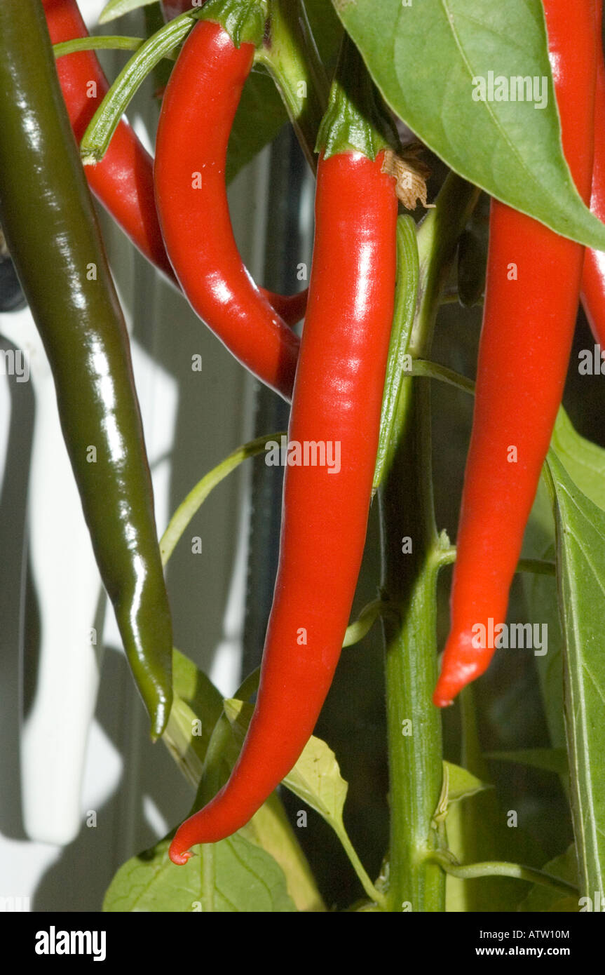Chilli Pepper, (Capsicum frutescens) plant with ripening peppers Stock Photo