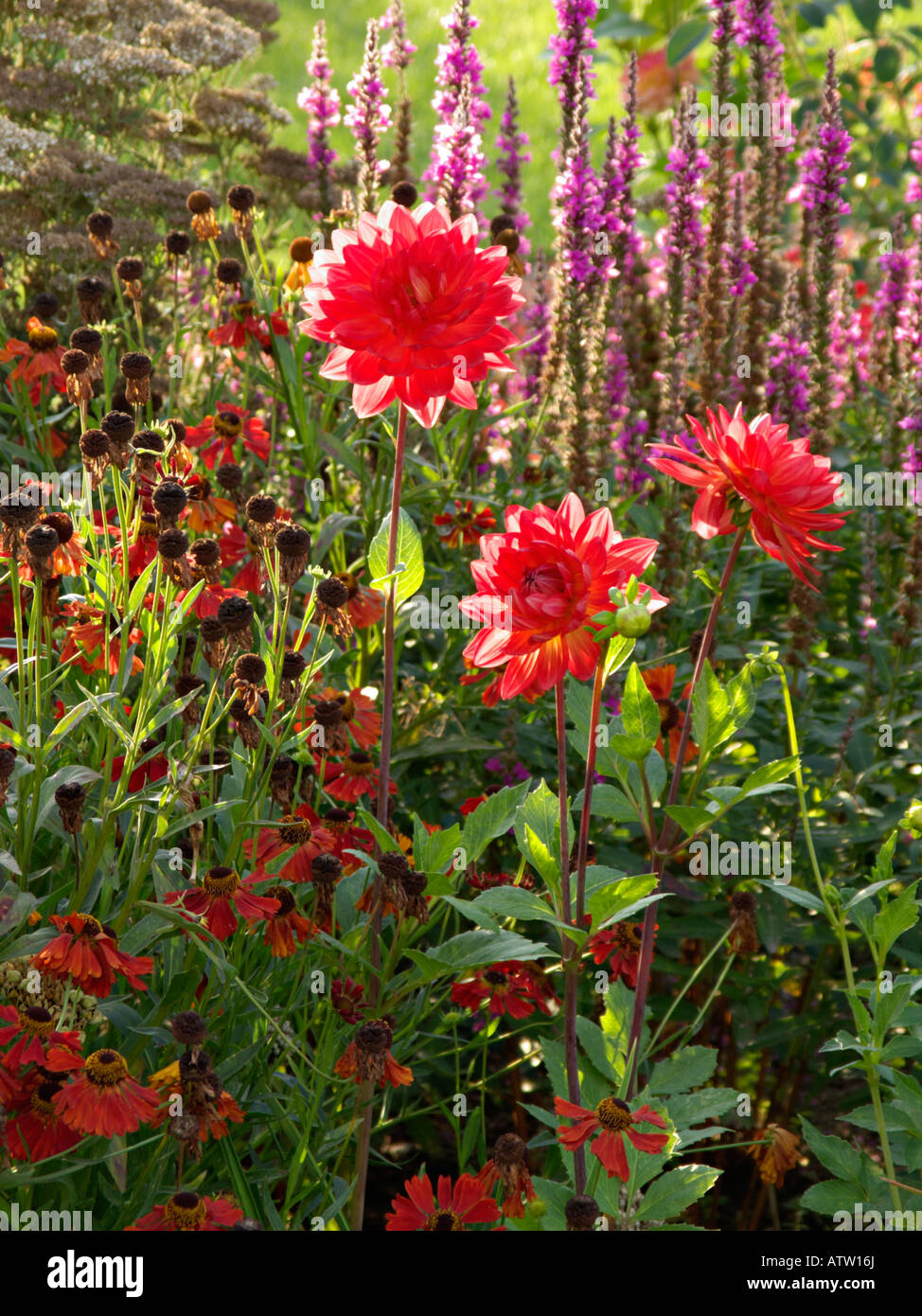 Flower border dahlia hi-res stock photography and images - Alamy